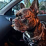 Tic participe au concours pour gagner de l'argent avec cette photo : dog, brindle, pet, car_interior, window, harness, closeup, side_profile, ears, animal, domestic_animal, looking_out, leash, daylight, seat, snout, fur, brown, black, tongue