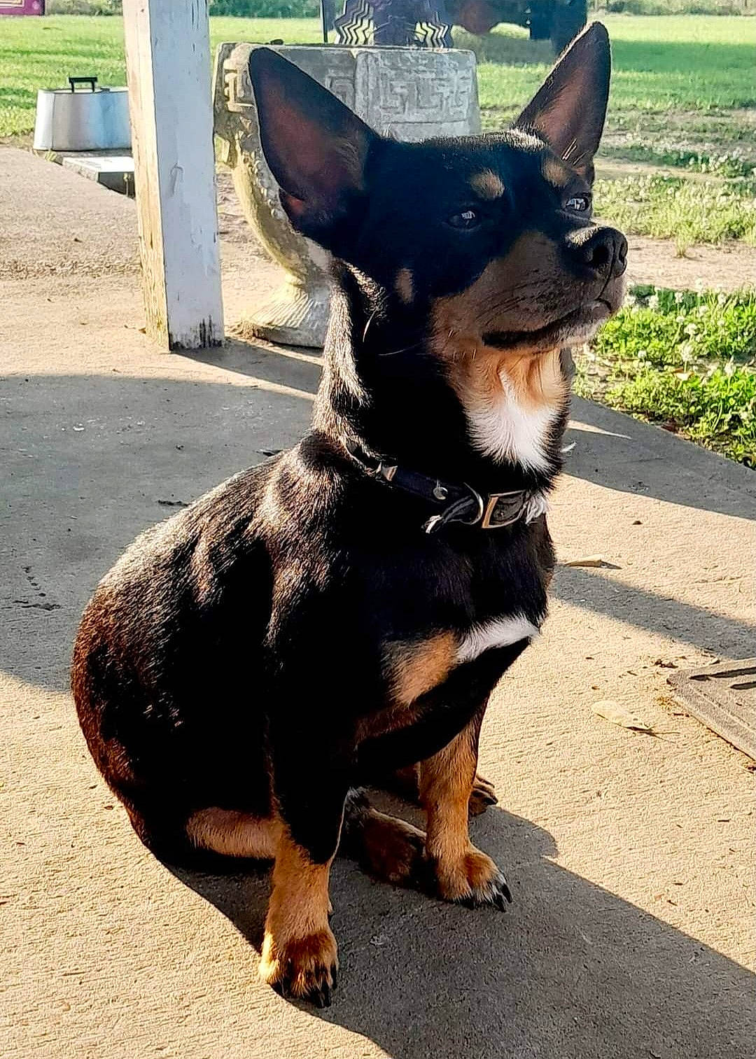 Ramsey is registered to the contest to win money with this photo: canidae, carnivore, collar, companion_dog, dog, dog_breed, dog_collar, plant, prazsky_krysarik, road_surface, snout, sporting_group, terrestrial_animal, toy_dog, whiskers, working_animal, working_dog