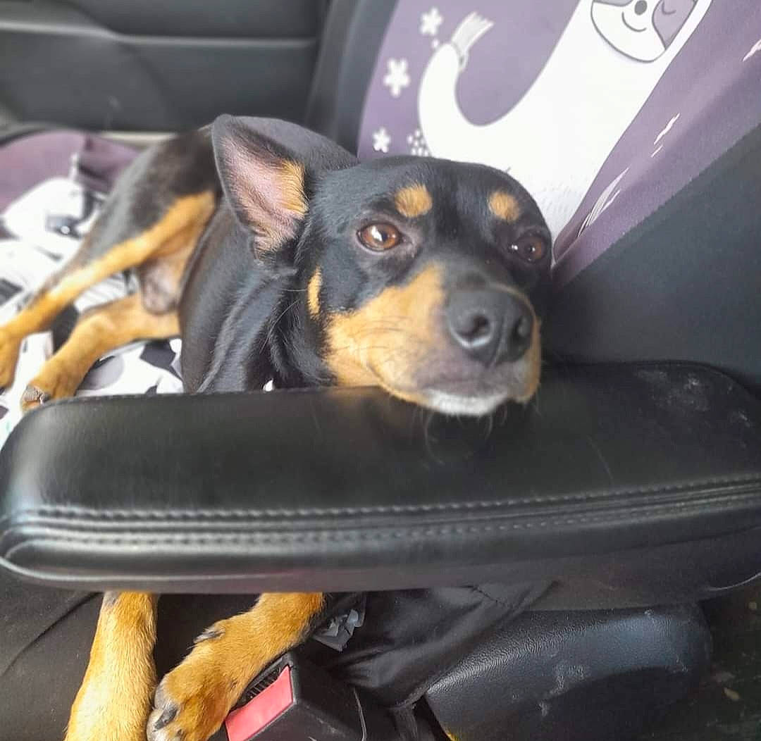 Ramsey is registered to the contest to win money with this photo: auto_part, canidae, car_seat, car_seat_cover, carnivore, comfort, companion_dog, dog, dog_breed, guard_dog, logo, paw, prazsky_krysarik, seat_belt, snout, sporting_group, toy_dog, vehicle_door, working_animal, working_dog