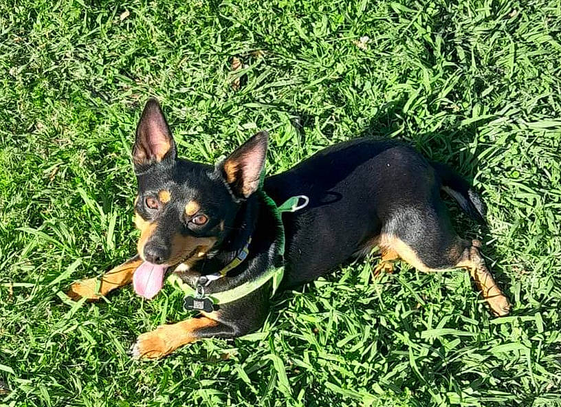 Ramsey joined the competition — help win amazing prizes! canidae, carnivore, companion_dog, dog, dog_breed, dog_supply, grass, guard_dog, herding_dog, hunting_dog, pinscher, plant, prazsky_krysarik, snout, sporting_group, toy_dog, working_animal, working_dog