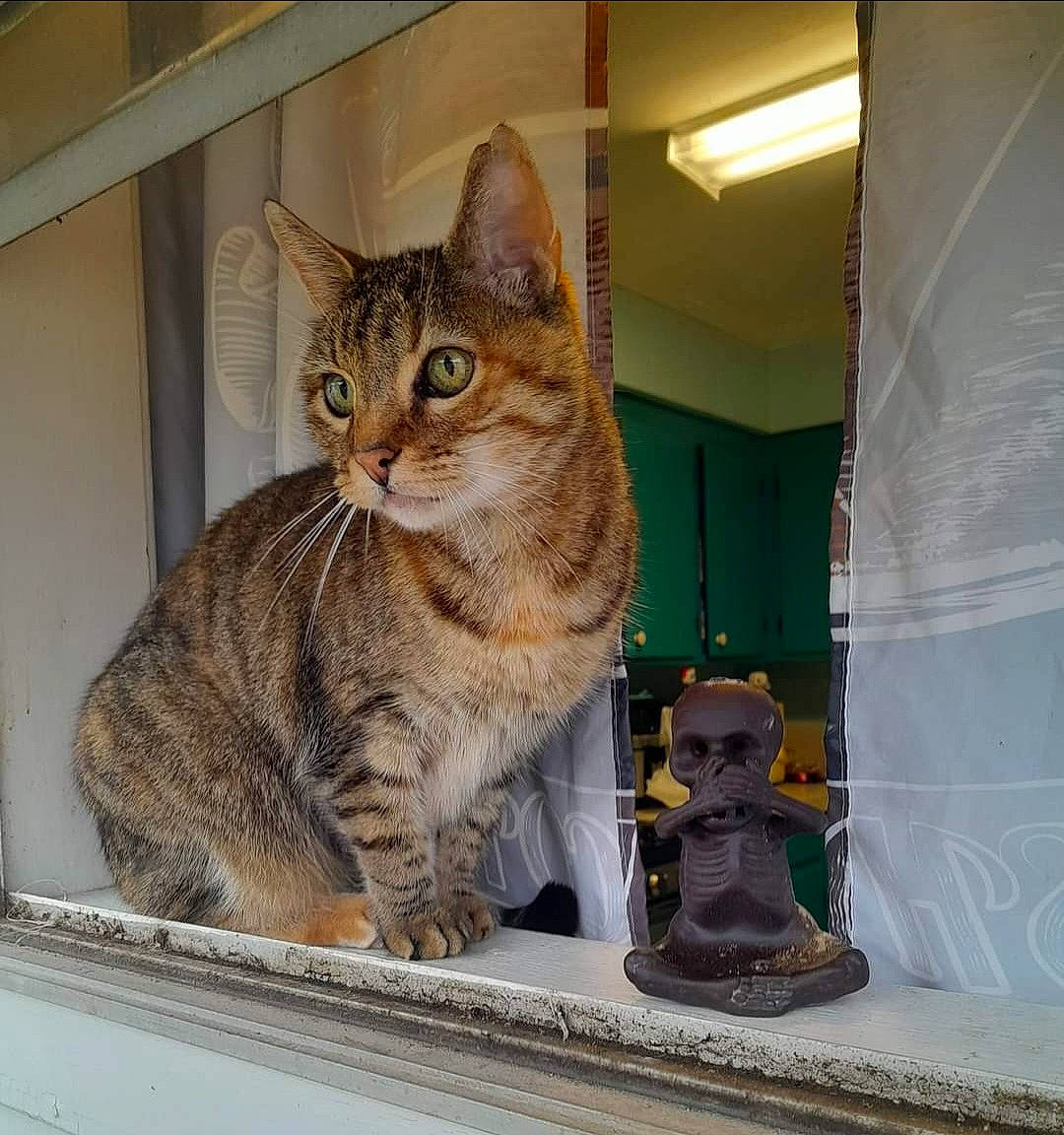 Cleo is registered to the contest to win money with this photo: carnivore, cat, cat_supply, domestic_short_haired_cat, felidae, fur, sitting, small_to_medium_sized_cats, snout, tail, terrestrial_animal, whiskers, window