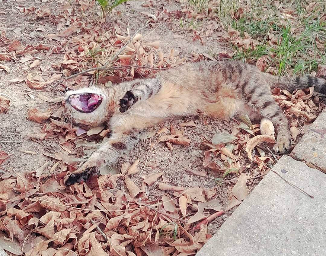 Cleo is registered to the contest to win money with this photo: big_cats, carnivore, cat, claw, domestic_short_haired_cat, fawn, felidae, fur, grass, paw, plant, scaled_reptile, small_to_medium_sized_cats, soil, tail, terrestrial_animal, tree, whiskers, wildlife, wood