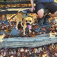 Tater is registered to the contest to win money with this photo: dog, bench, person, leaves, outdoor, forest, autumn, hiking, happy, tongue_out, shorts, tattoo, shoes, gravel, wood, nature, sunlight, casual_clothing, canine, pet