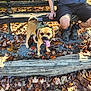 dog, bench, person, leaves, outdoor, forest, autumn, hiking, happy, tongue_out, shorts, tattoo, shoes, gravel, wood, nature, sunlight, casual_clothing, canine, pet