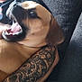 Tater joined the competition — help win amazing prizes! dog, person, tattoo, arm, couch, indoor, pet, canine, muzzle, open_mouth, fur, furniture, resting, closeup, blur, human, animal, comfort, casual, living_room