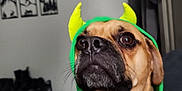 Tater is registered to the contest to win money with this photo: dog, pet, hoodie, costume, indoor, brown_dog, yellow_horns, green_clothing, canine, portrait, bed, plaid_blanket, furniture, wall_art, curtain, closeup, animal, cute, serious_expression, domestic_animal
