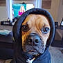 Tater is registered to the contest to win money with this photo: dog, hoodie, clothing, pet, indoor, living_room, canine, portrait, closeup, face, expression, brown, black, furniture, blanket, television, wall_art, home, cozy, animal