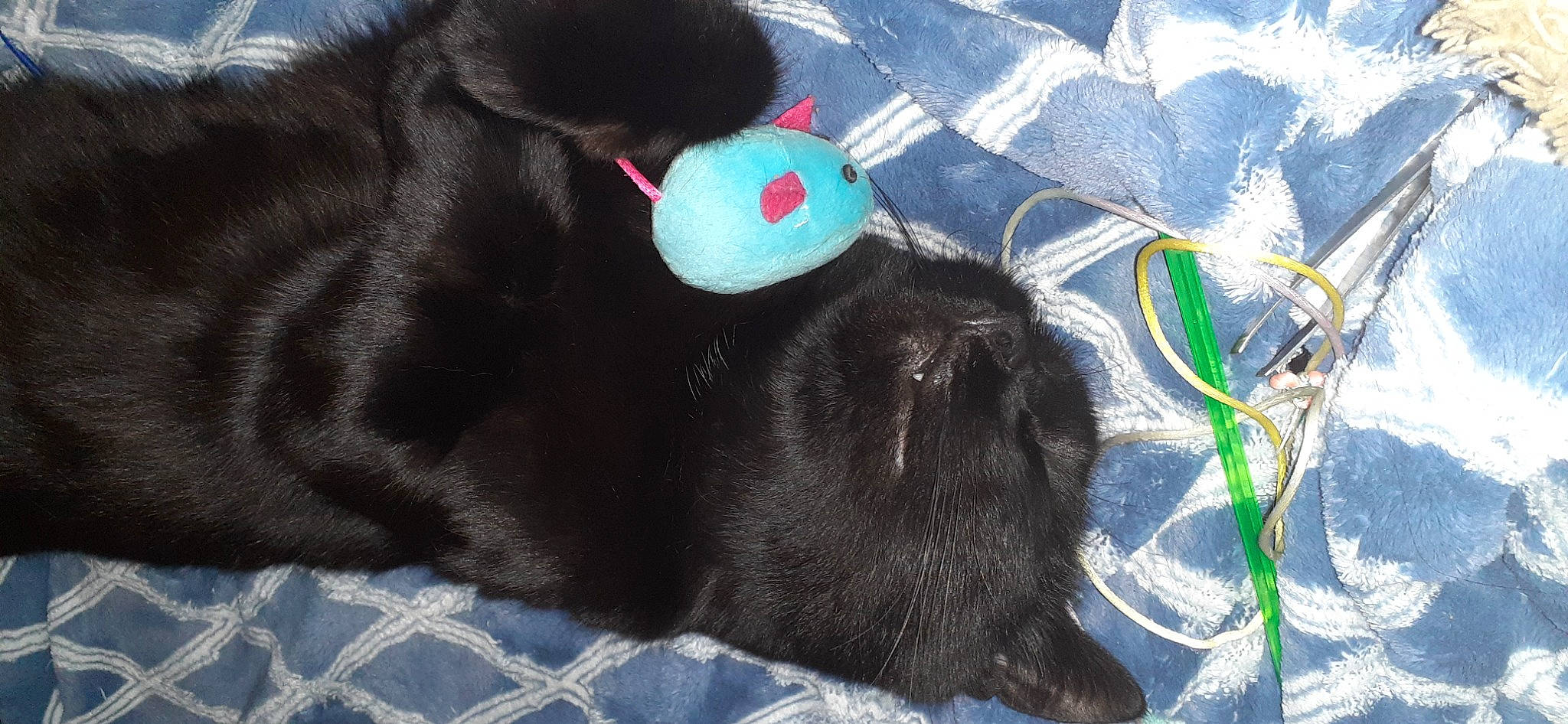 Randall joined the competition — help win amazing prizes! bombay, carnivore, cat, comfort, companion_dog, dog_breed, electric_blue, felidae, fur, gesture, grass, mammal, paw, small_to_medium_sized_cats, snout, sporting_group, tail, terrestrial_animal, toy, whiskers