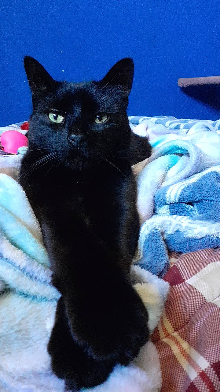 Randall is registered to the contest to win money with this photo: black_cat, bombay, carnivore, cat, cat_supply, claw, comfort, domestic_short_haired_cat, electric_blue, felidae, fur, linens, paw, small_to_medium_sized_cats, snout, tail, whiskers