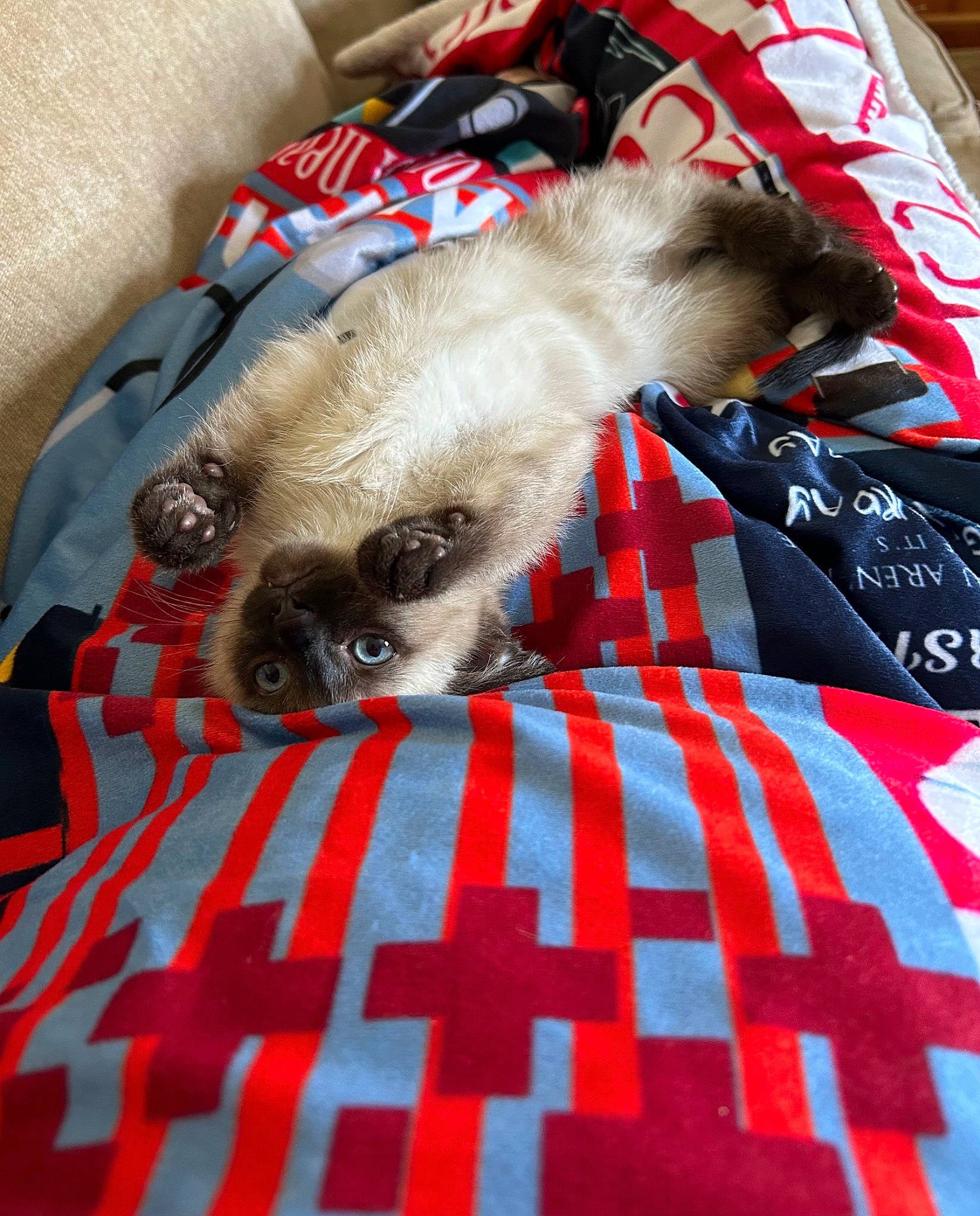 Simba joined the competition — help win amazing prizes! carnivore, cat, cat_supply, comfort, companion_dog, electric_blue, fawn, felidae, fur, linens, nap, pattern, plaid, siamese, small_to_medium_sized_cats, tail, tartan, textile, whiskers, woven_fabric