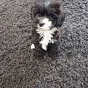 Tilly joined the competition — help win amazing prizes! puppy, dog, black_and_white, fur, carpet, indoor, cute, pet, animal, sitting, small, young, fluffy, adorable, curious, looking_up, texture, soft, domestic, companion