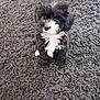 puppy, dog, black_and_white, fur, carpet, indoor, cute, pet, animal, sitting, small, young, fluffy, adorable, curious, looking_up, texture, soft, domestic, companion