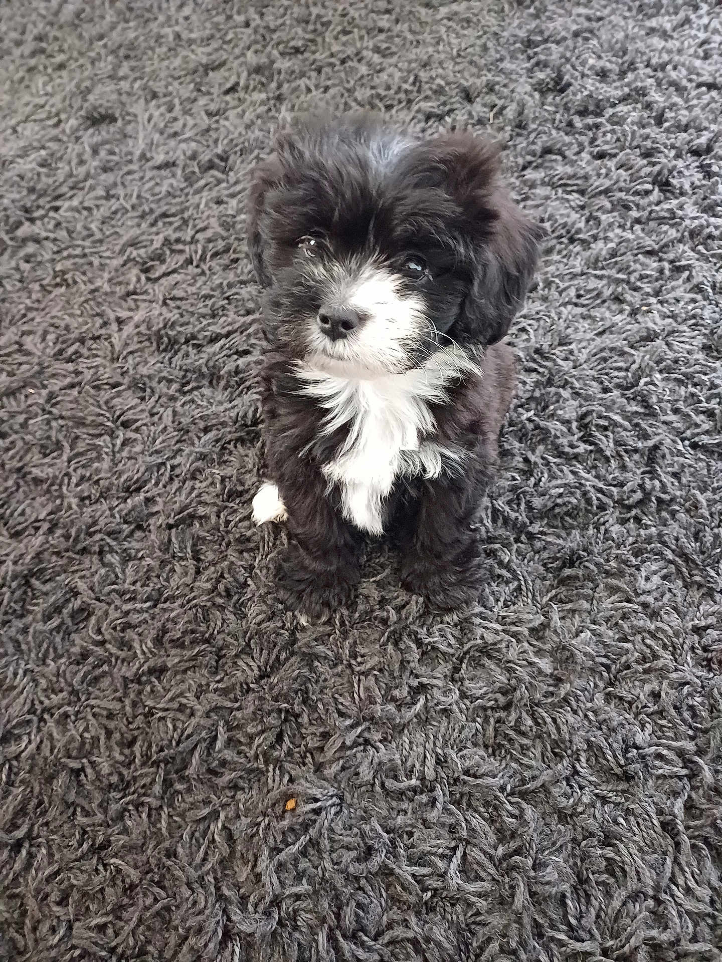 Tilly joined the competition — help win amazing prizes! puppy, dog, black_and_white, fur, carpet, indoor, cute, pet, animal, sitting, small, young, fluffy, adorable, curious, looking_up, texture, soft, domestic, companion