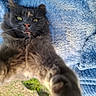 Minette a rejoint le concours — aidez-le/la à gagner de superbes lots ! animal, blanket, blue_blanket, cat, closeup, cute, expression, fang, fluffy, fur, grass, gray_cat, outdoor, paw, pet, playful, selfie, texture, whiskers, yellow_eyes