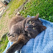 Minette participe au concours pour gagner de l'argent avec cette photo : animal, blanket, blue_blanket, cat, closeup, curious, feline, fur, grass, gray_cat, greenery, nature, outdoor, paws, pet, relaxed, stretching, sunlight, whiskers, yard