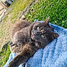 animal, blanket, blue_blanket, cat, closeup, curious, feline, fur, grass, gray_cat, greenery, nature, outdoor, paws, pet, relaxed, stretching, sunlight, whiskers, yard