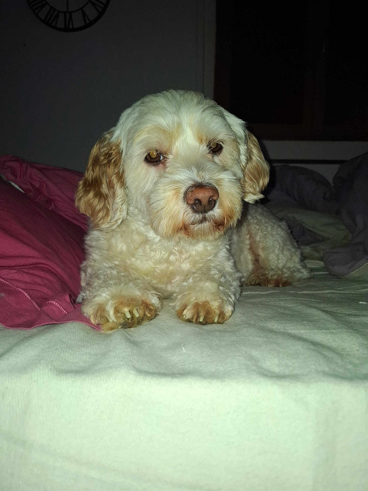 Pakita participe au concours pour gagner de l'argent avec cette photo : dog, bed, bedding, blanket, indoor, pet, fur, white, cream, relaxed, animal, paw, sleepy, cute, companion, pet_bed, fur_texture, canine, resting, domestic