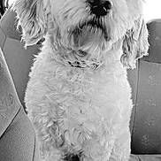 Pakita participe au concours pour gagner de l'argent avec cette photo : animal, black_and_white, calm, car_interior, close_up, companion, curly_fur, cushion, cute, dog, domestic_animal, fluffy, furry, indoors, pet, portrait, seat, sitting, white_dog, window
