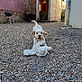 animal, barbecue_grill, building, cute, dog, door, ears, fur, gravel, ground, outdoor, pet, playful, plush, shed, sunlight, tail, toy, wooden, yard