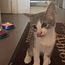 kitten, cat, pet, animal, indoor, floor, rug, licking, curious, young, gray, white, domestic_cat, food_bowl, water_bowl, home, furniture, door, cute, small