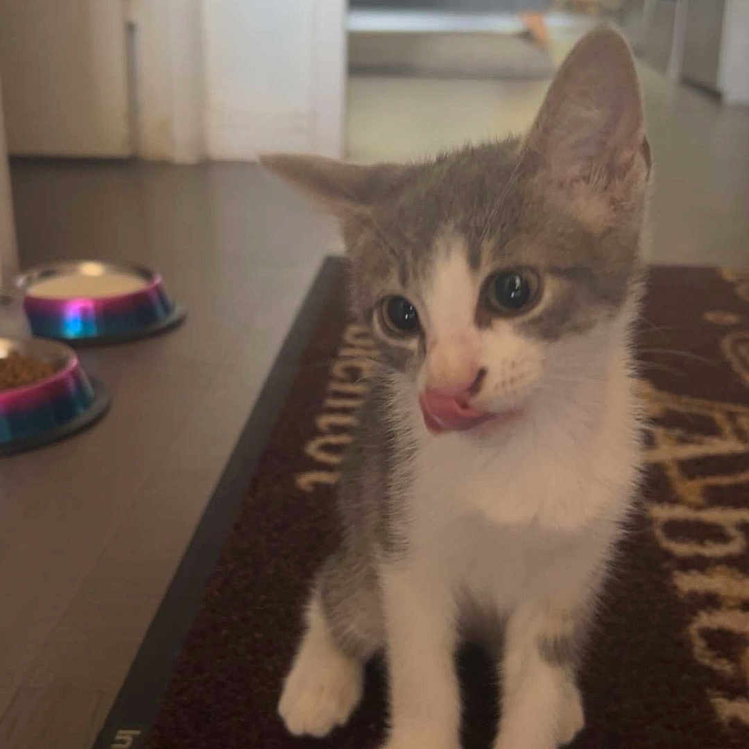 Litchy