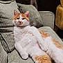 cat, orange_and_white, couch, indoor, relaxed, feline, pet, fur, whiskers, paws, cozy, cushion, home, animal, mammal, resting, comfort, domestic, cute, portrait