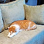 cat, sleeping, sofa, couch, indoor, pet, feline, orange_cat, white_cat, cozy, relaxed, pillow, furniture, home, resting, cute, domestic_animal, striped, nap, quiet