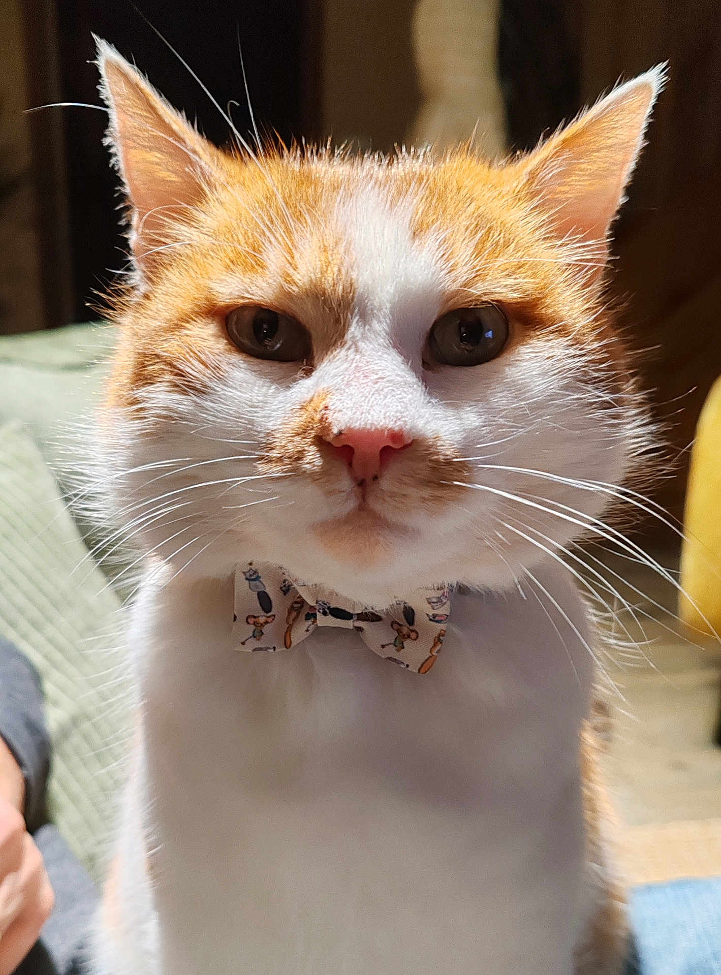 Wilow a rejoint le concours — aidez-le/la à gagner de superbes lots ! cat, orange, white, bow_tie, pet, animal, whiskers, close_up, indoor, fur, face, ears, cute, domestic_cat, portrait, feline, looking, alert, sitting, household