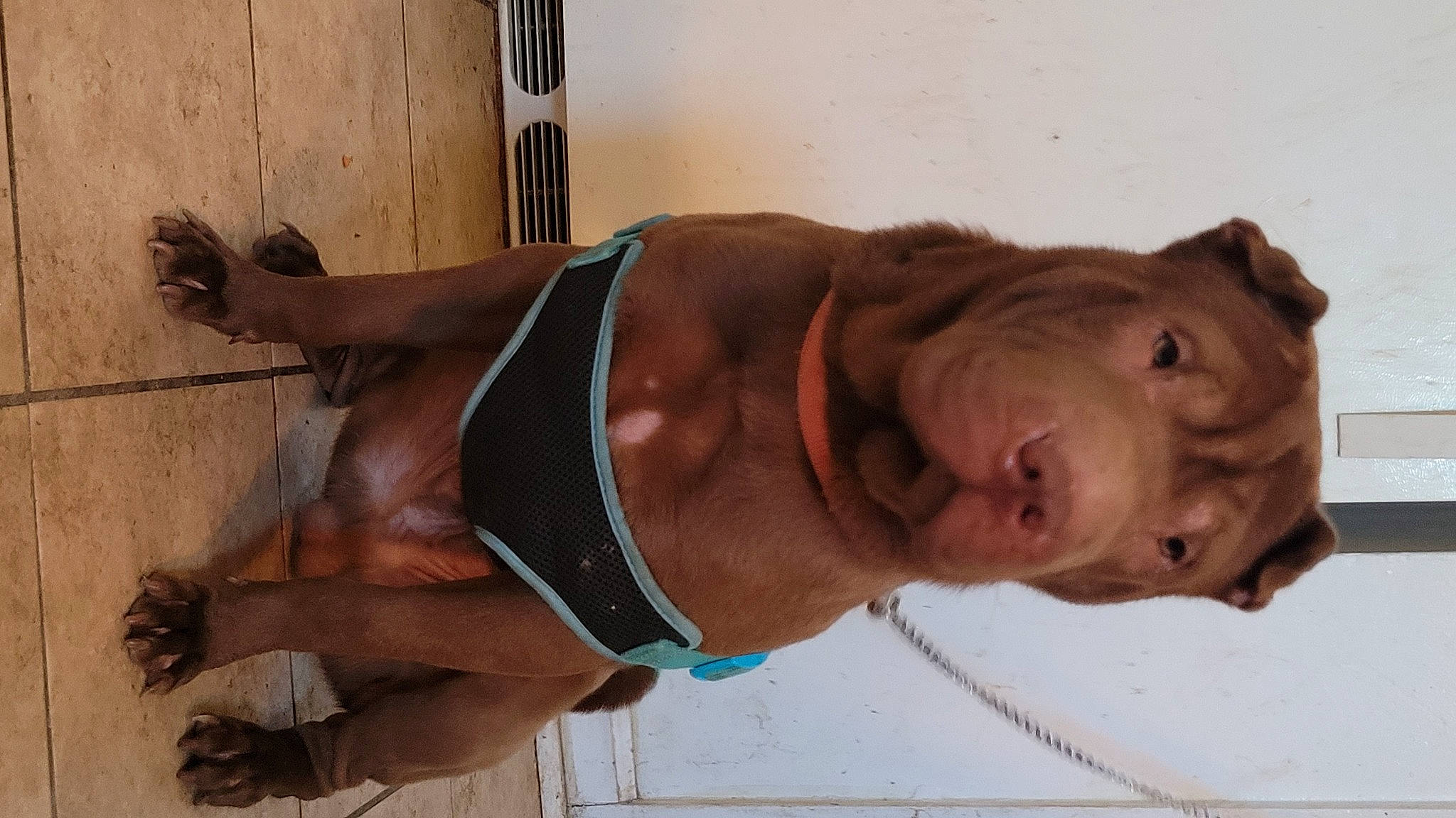 Savage Jones joined the competition — help win amazing prizes! abdomen, active_tank, barechested, bodybuilding, chest, elbow, human_leg, knee, muscle, navel, neck, physical_fitness, stomach, sunglasses, swimwear, thigh, trunk, undergarment, waist