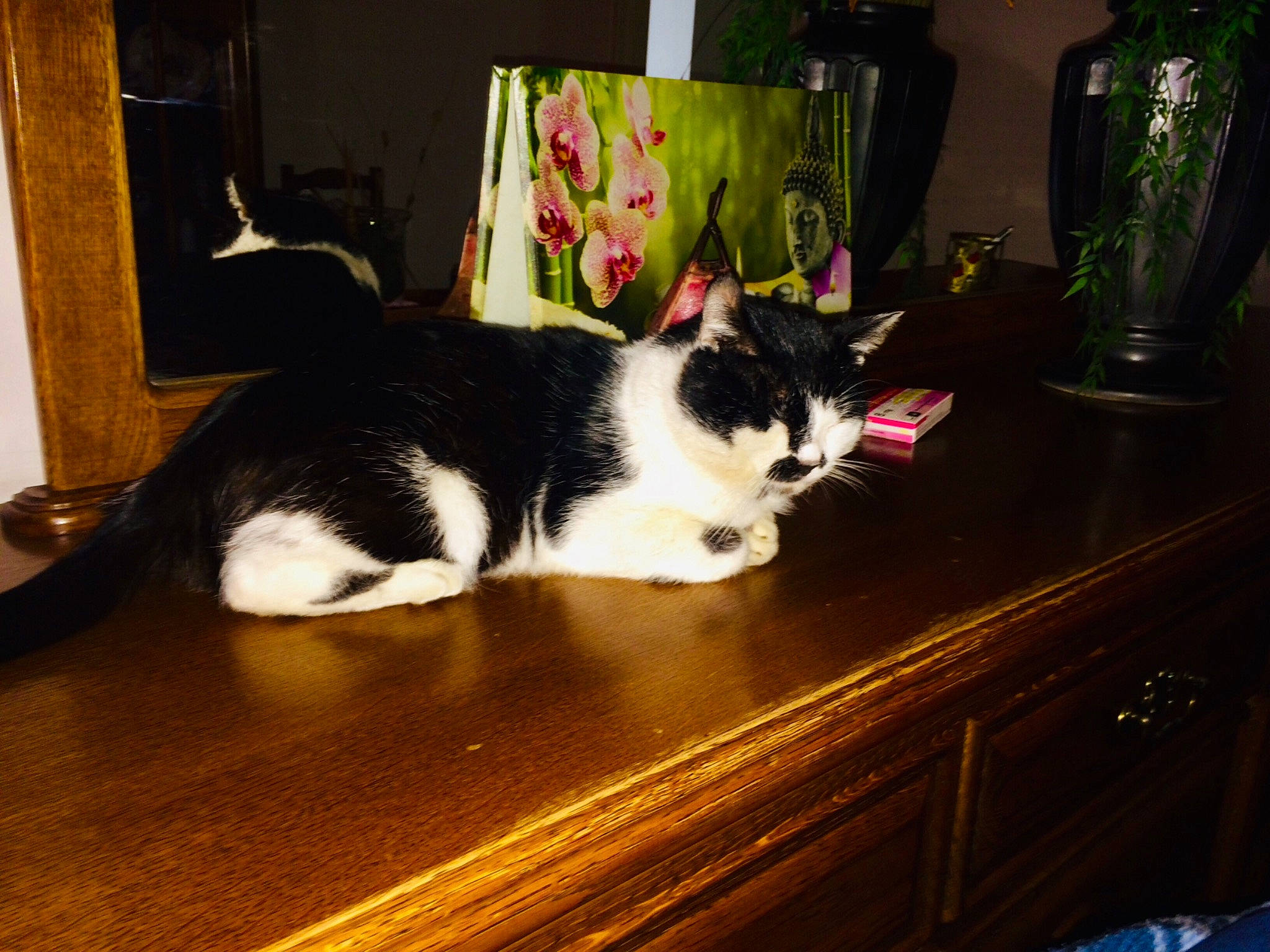 Flelix a rejoint le concours — aidez-le/la à gagner de superbes lots ! cabinetry, carnivore, cat, comfort, drawer, felidae, floor, flooring, fur, hardwood, interior_design, picture_frame, plant, room, small_to_medium_sized_cats, table, tail, whiskers, wood, wood_stain