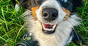 Luna is registered to the contest to win money with this photo: dog, grass, heterochromia, blue_eye, brown_eye, ears, fur, happy, smiling, crocs, footwear, green_socks, outdoor, pet, canine, close_up, playful, excited, animal, nature