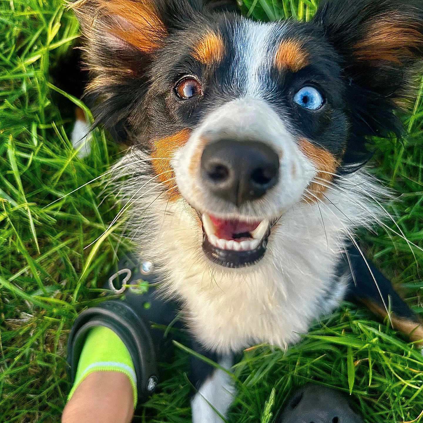 Luna is registered to the contest to win money with this photo: dog, grass, heterochromia, blue_eye, brown_eye, ears, fur, happy, smiling, crocs, footwear, green_socks, outdoor, pet, canine, close_up, playful, excited, animal, nature