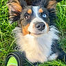 Luna is registered to the contest to win money with this photo: dog, heterochromia, grass, close_up, outdoor, pet, canine, fluffy, ears, brown_eye, blue_eye, nose, snout, paw, foot, sock, sandal, green, playful, curious