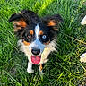 Luna joined the competition — help win amazing prizes! dog, grass, outdoor, animal, pet, tongue, happy, heterochromia, brown_eye, blue_eye, fur, ears, nature, sunlight, closeup, playful, canine, summer, greenery, portrait