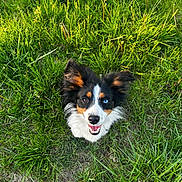 Luna is registered to the contest to win money with this photo: dog, grass, outdoor, happy, smiling, heterochromia, blue_eye, brown_eye, ears, pet, canine, nature, greenery, field, grass_blades, playful, looking_up, fur, tongue, shoe