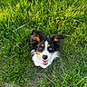 dog, grass, outdoor, happy, smiling, heterochromia, blue_eye, brown_eye, ears, pet, canine, nature, greenery, field, grass_blades, playful, looking_up, fur, tongue, shoe