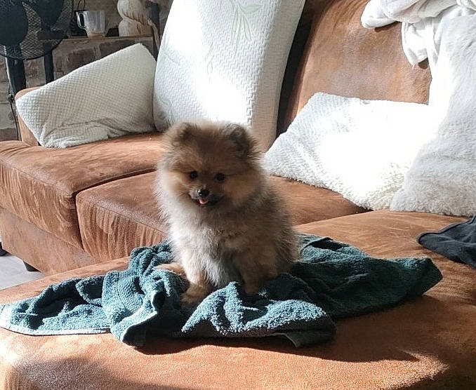 Vanille participe au concours pour gagner de l'argent avec cette photo : canidae, carnivore, comfort, companion_dog, couch, dog_breed, fawn, felidae, fur, german_spitz, hardwood, paw, sitting, small_to_medium_sized_cats, spitz, sporting_group, tail, terrestrial_animal, toy_dog, whiskers