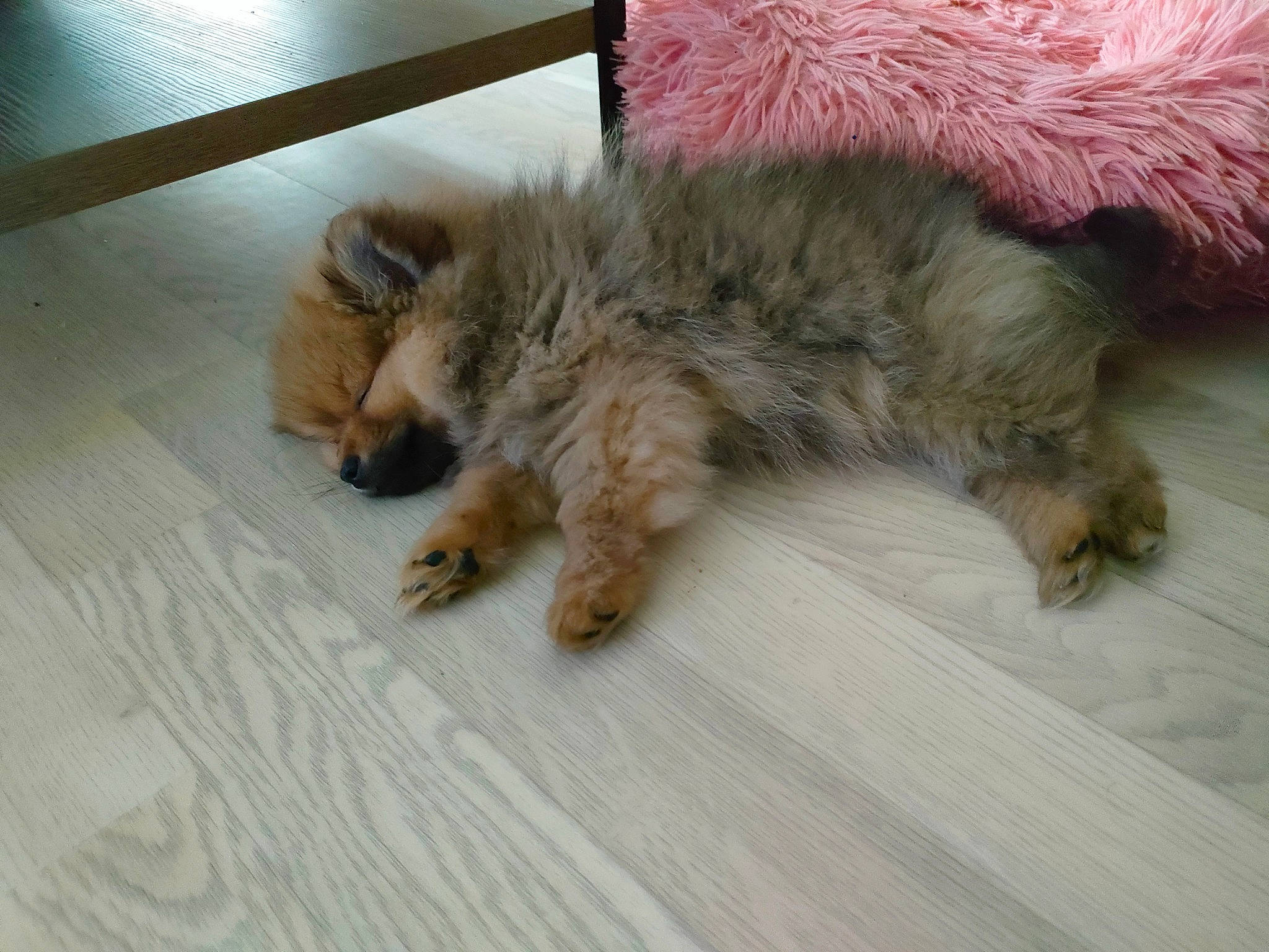 Vanille participe au concours pour gagner de l'argent avec cette photo : canidae, carnivore, cat, claw, comfort, companion_dog, dog_breed, fawn, felidae, flooring, fur, hardwood, paw, small_to_medium_sized_cats, snout, sporting_group, tail, terrestrial_animal, whiskers, wood