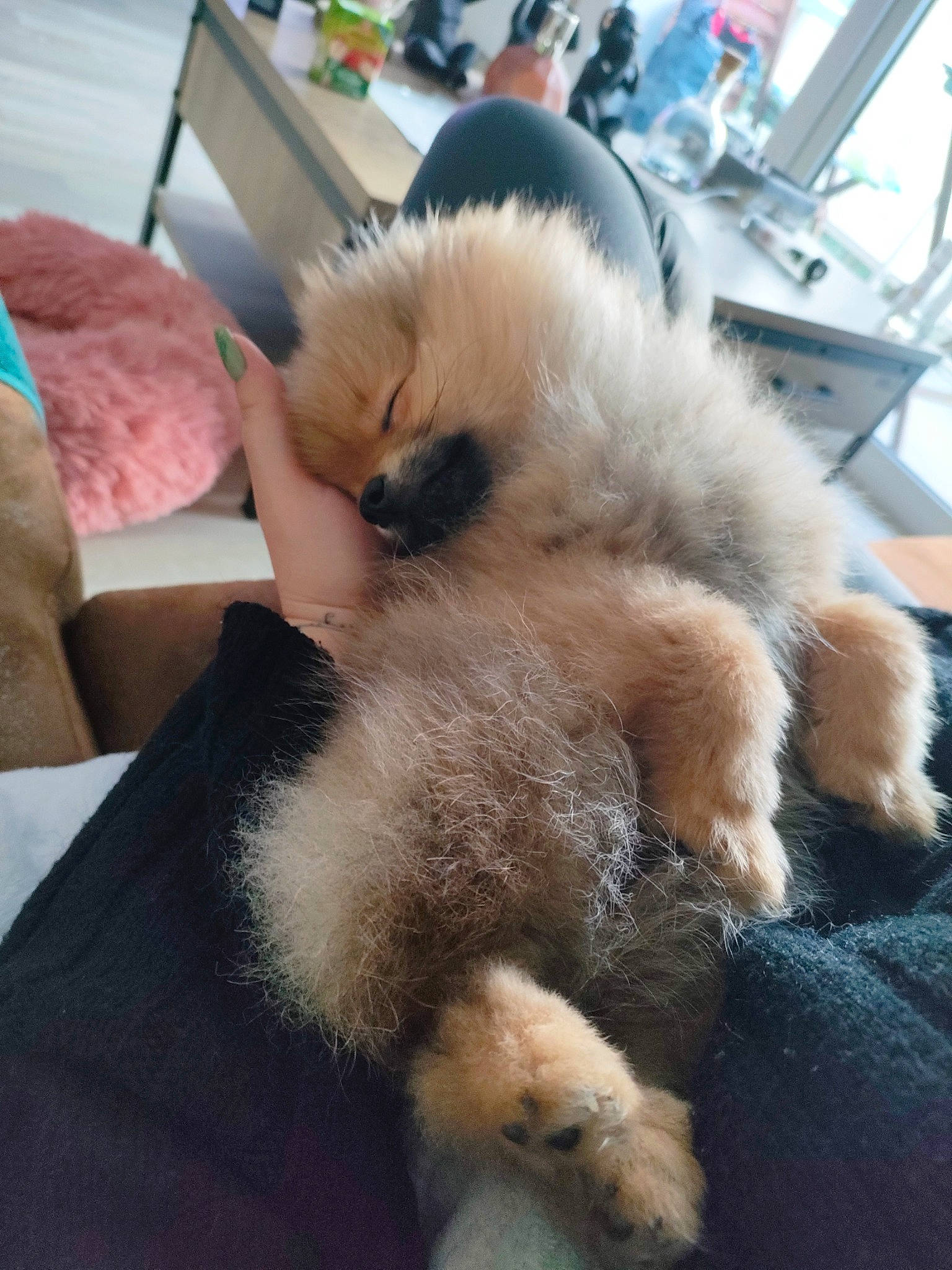 Vanille participe au concours pour gagner de l'argent avec cette photo : canidae, carnivore, claw, comfort, companion_dog, dog_breed, fawn, felidae, fur, nap, non_sporting_group, paw, puppy, small_to_medium_sized_cats, spitz, sporting_group, tail, toy_dog, whiskers