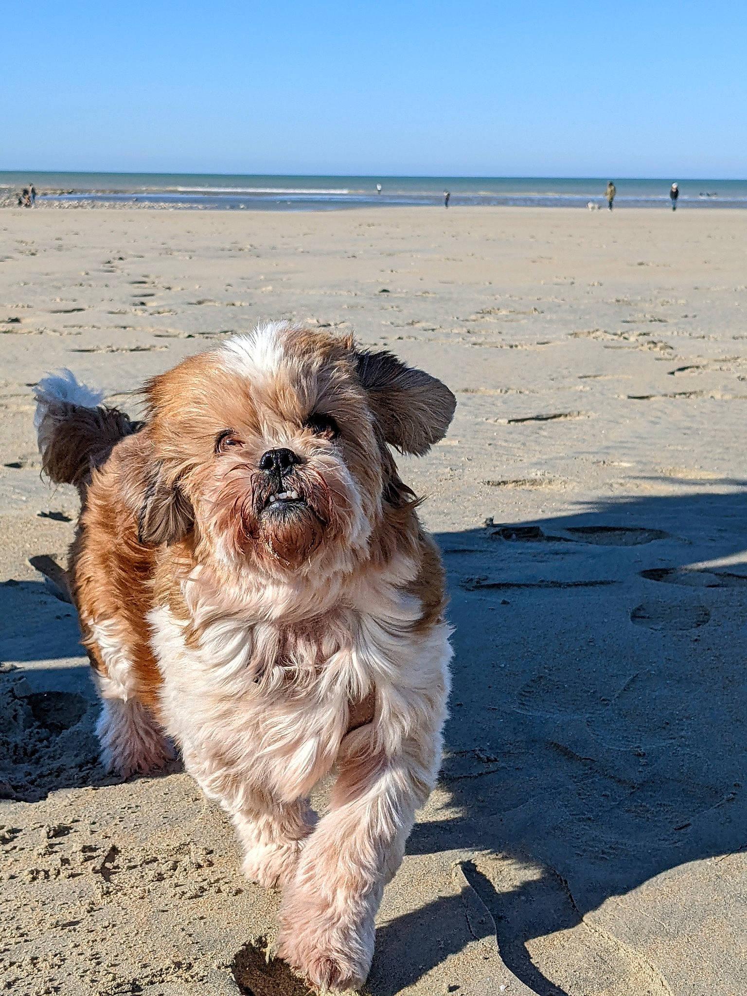 Helfie participe au concours pour gagner de l'argent avec cette photo : beach, canidae, carnivore, companion_dog, dog, dog_breed, fawn, fur, horizon, liver, ocean, sand, sky, small_terrier, snout, soil, sporting_group, terrier, toy_dog, working_animal
