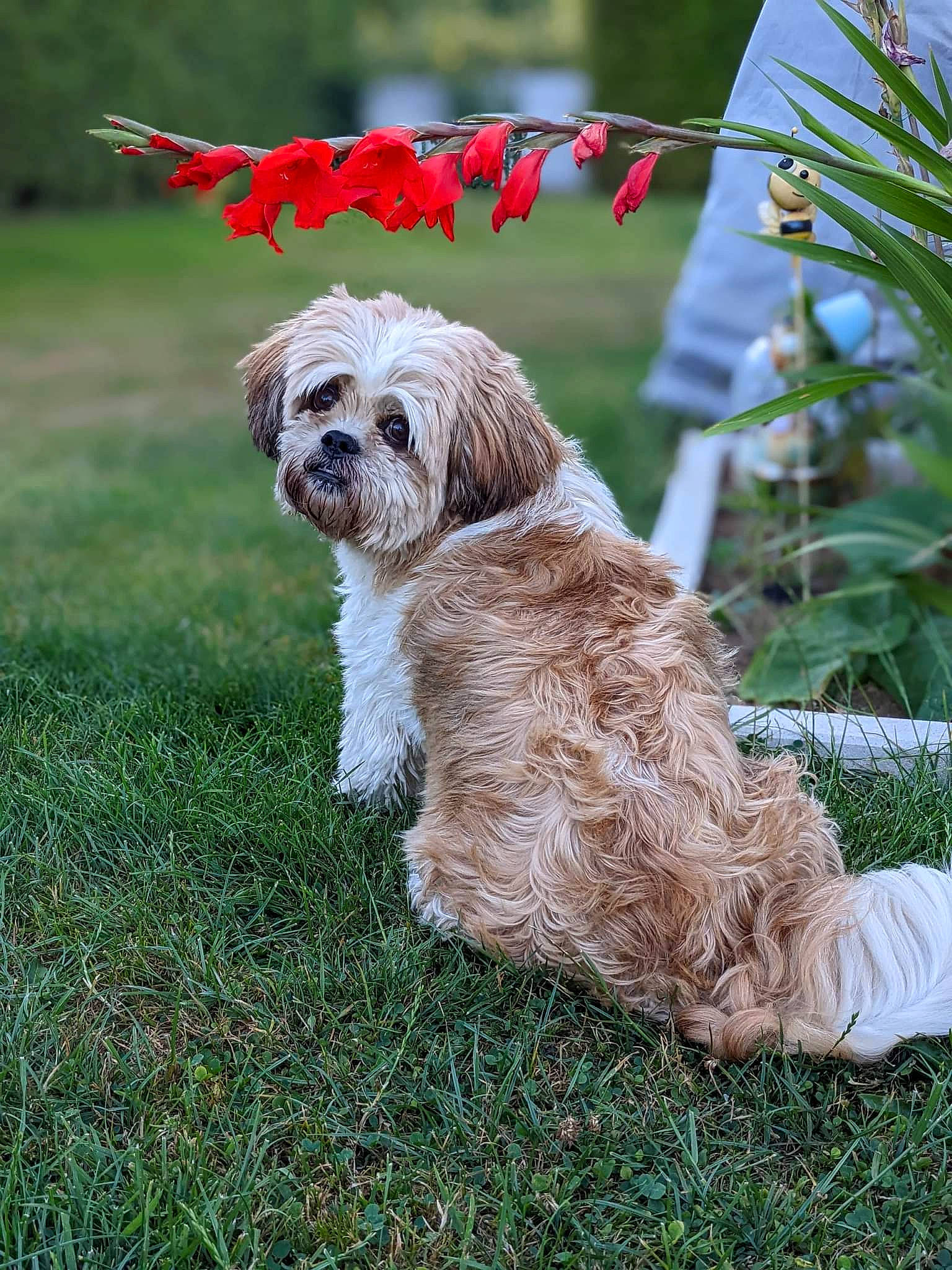 Helfie a rejoint le concours — aidez-le/la à gagner de superbes lots ! canidae, carnivore, collar, companion_dog, dog, dog_breed, dog_clothes, dog_collar, dog_supply, fawn, grass, leash, liver, pet_supply, plant, small_terrier, snout, terrier, toy_dog, working_animal