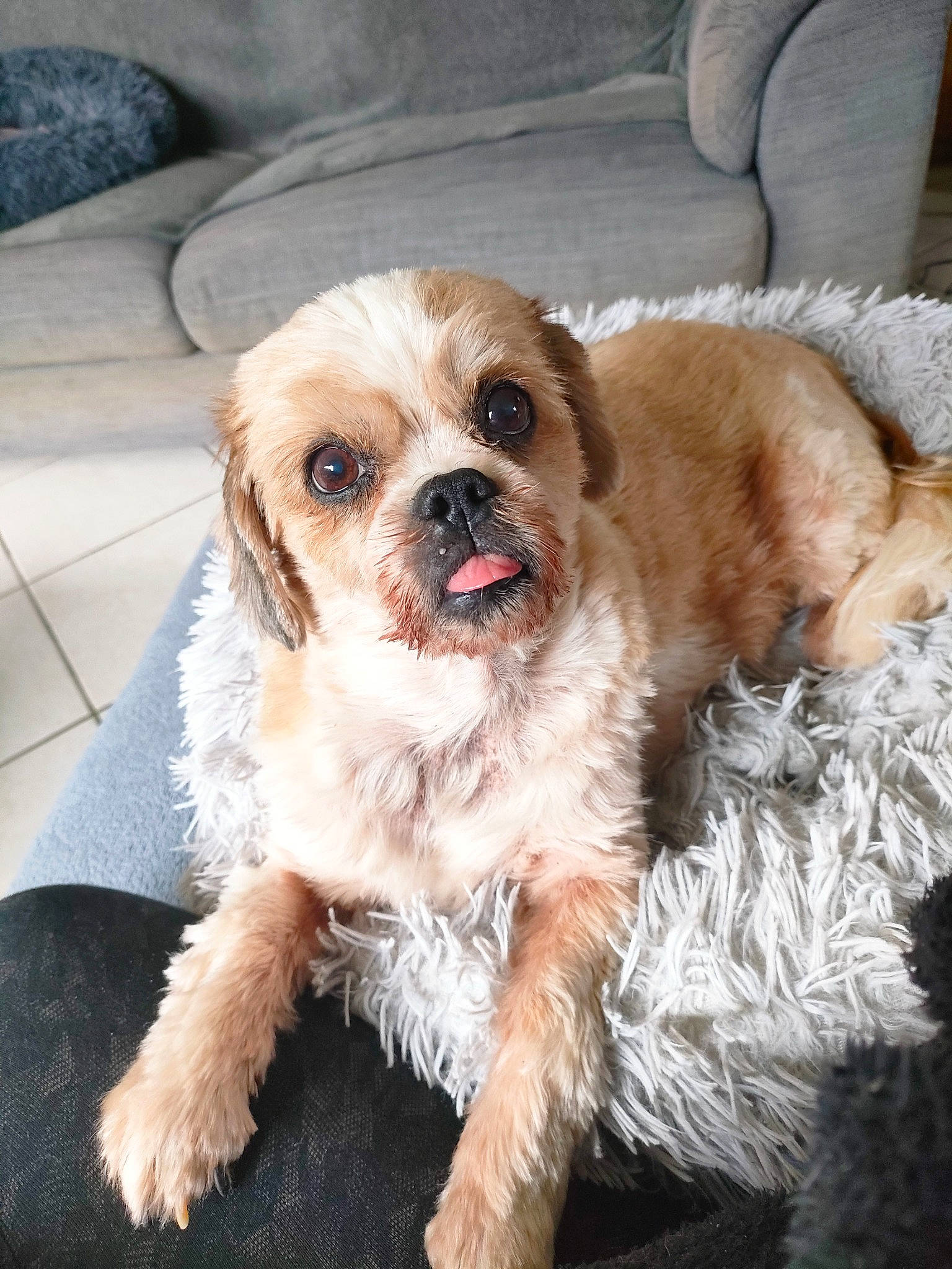 Helfie a rejoint le concours — aidez-le/la à gagner de superbes lots ! carnivore, companion_dog, dog, dog_breed, dog_clothes, dog_collar, fawn, fur, labradoodle, liver, maltepoo, paw, puppy_love, shih_poo, small_terrier, sporting_group, terrier, toy_dog, whiskers, working_animal