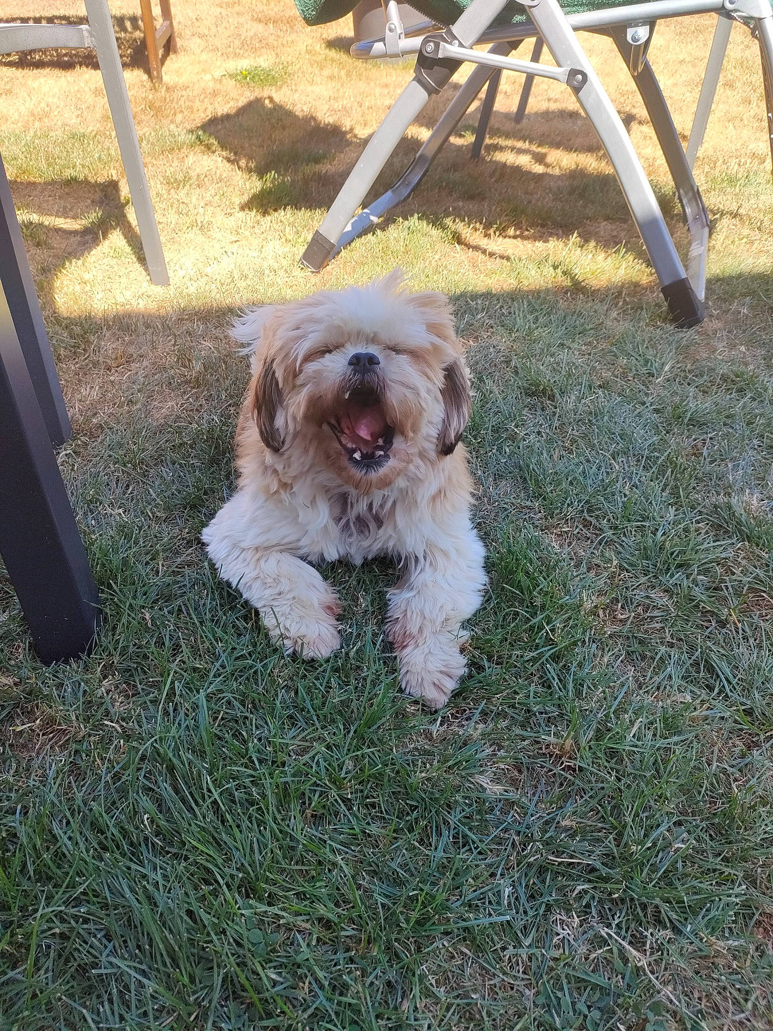 Helfie a rejoint le concours — aidez-le/la à gagner de superbes lots ! canidae, carnivore, chair, companion_dog, dog, dog_breed, dog_supply, fur, grass, liver, maltepoo, outdoor_furniture, poodle_crossbreed, sawhorse, small_terrier, snout, sporting_group, terrier, toy_dog, tripod