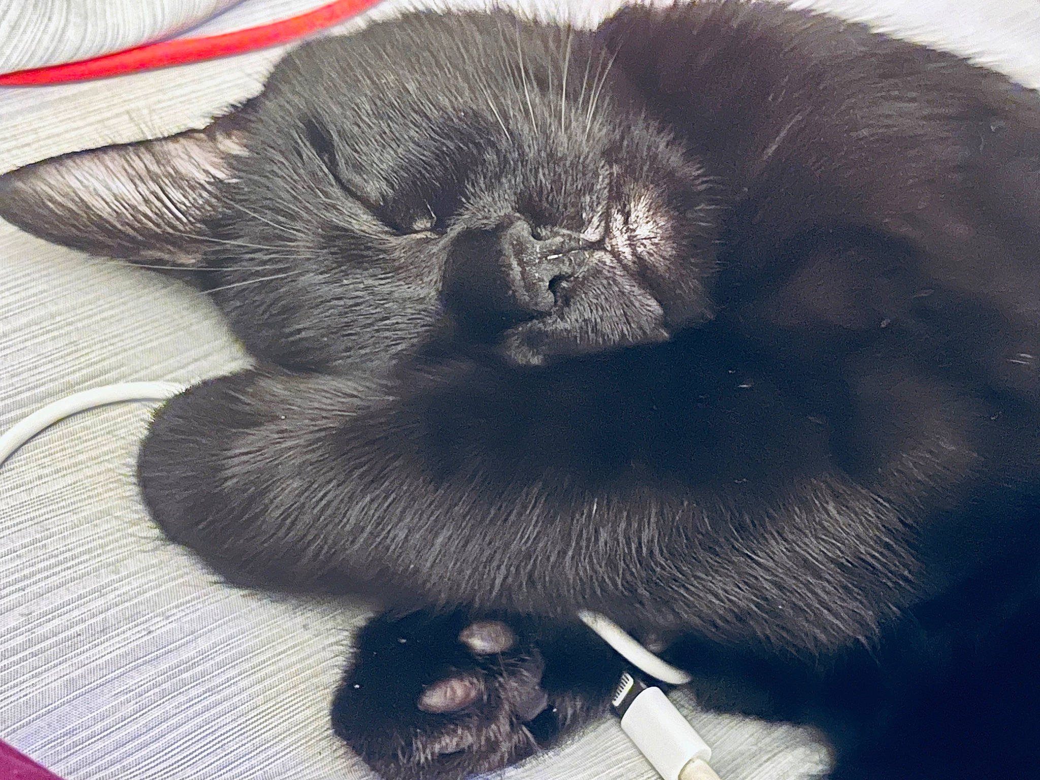 Bagheera is registered to the contest to win money with this photo: black, black_cat, carnivore, cat, claw, comfort, dog_breed, domestic_short_haired_cat, electric_blue, fashion_accessory, felidae, fur, grey, nap, paw, small_to_medium_sized_cats, snout, tail, terrestrial_animal, whiskers