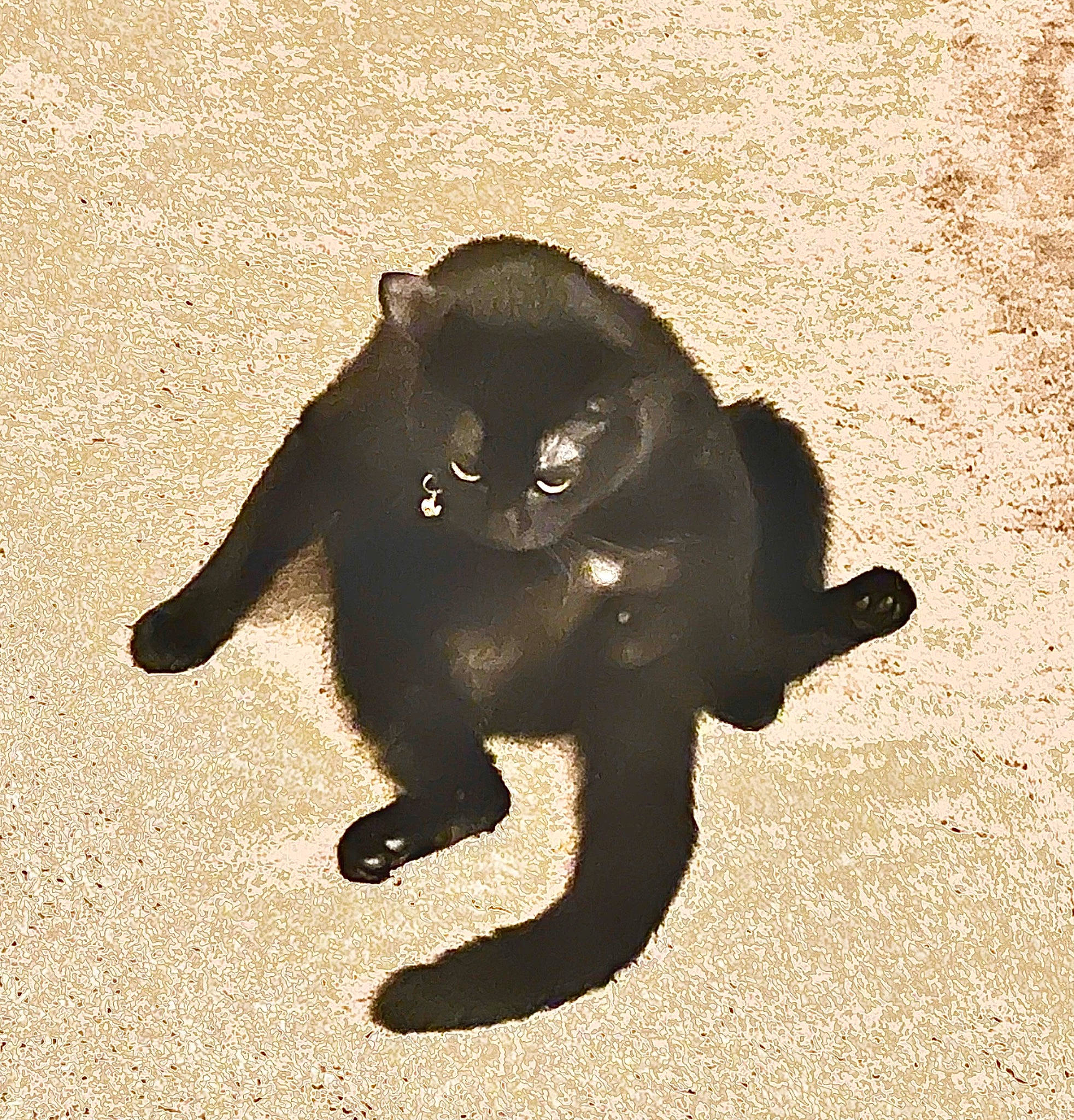 Bagheera is registered to the contest to win money with this photo: art, black_cat, cat, claw, felidae, foot, fur, gesture, paw, road_surface, shadow, small_to_medium_sized_cats, soil, tail, terrestrial_animal, tints_and_shades, whiskers