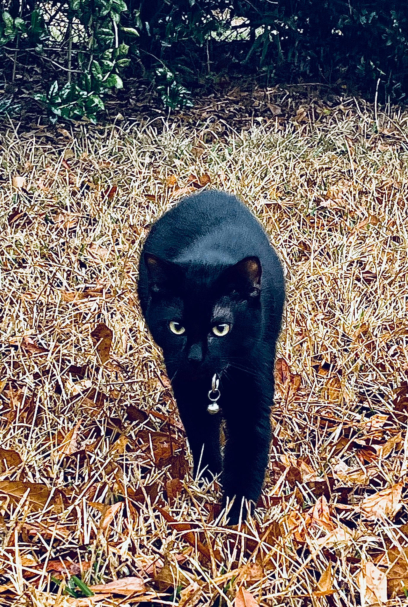 Bagheera is registered to the contest to win money with this photo: canidae, carnivore, cat, dog_breed, electric_blue, eye, felidae, fur, grass, people_in_nature, plant, small_to_medium_sized_cats, snout, soil, sporting_group, terrestrial_animal, tints_and_shades, whiskers, wildlife, working_animal