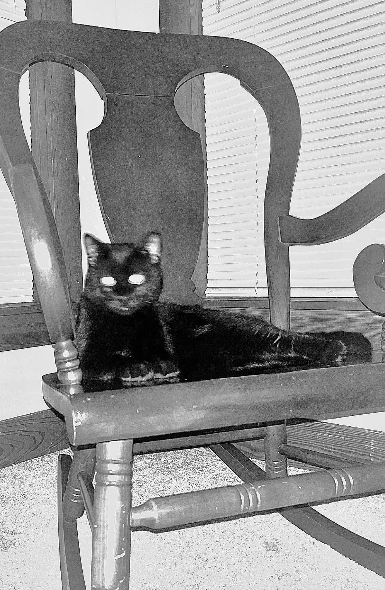 Bagheera is registered to the contest to win money with this photo: black, black_and_white, carnivore, cat, chair, comfort, felidae, furniture, grey, leg, outdoor_bench, outdoor_furniture, small_to_medium_sized_cats, style, tints_and_shades, tree, whiskers, white, window, wood