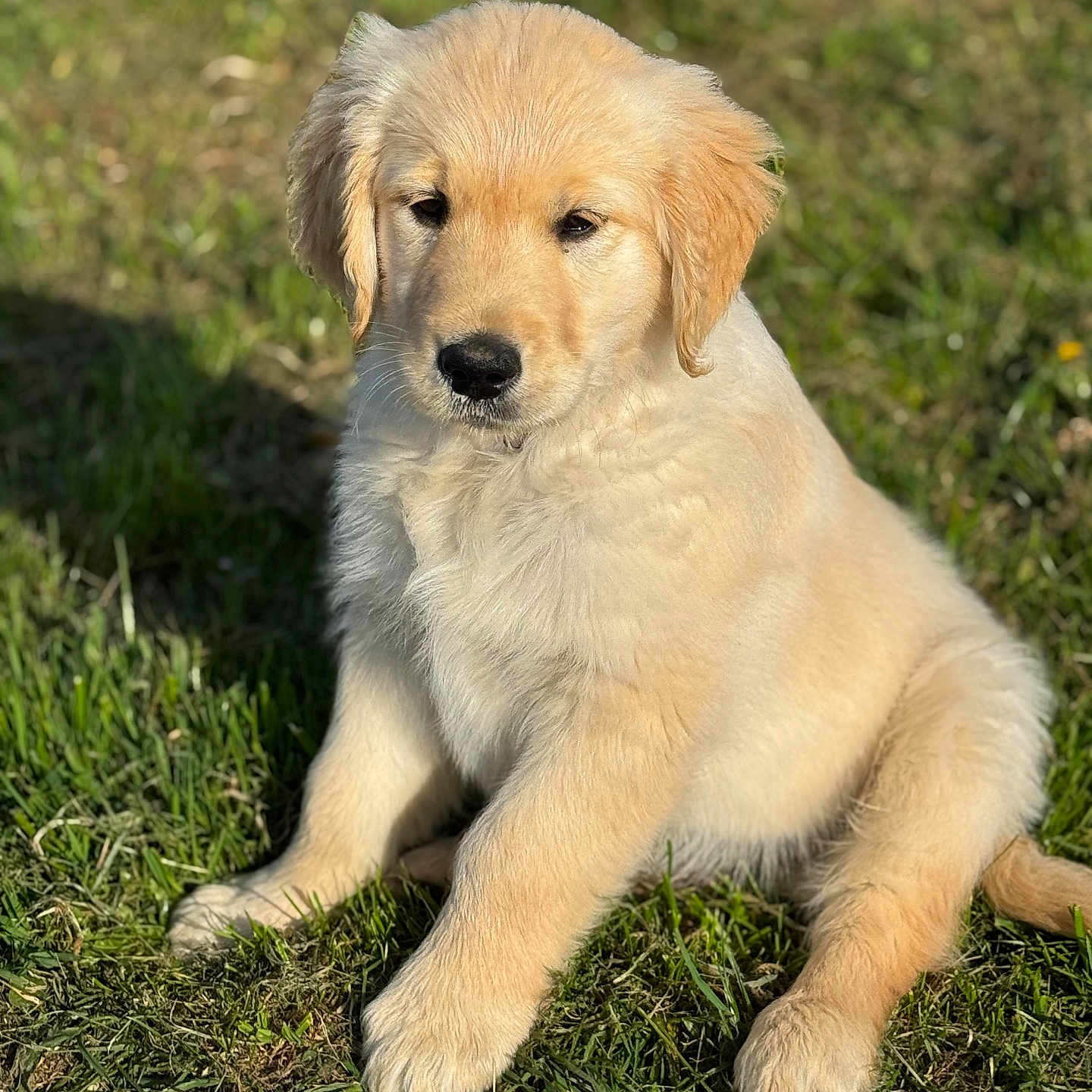 Aslan a rejoint le concours — aidez-le/la à gagner de superbes lots ! animal, canine, cockerspaniel, dog, goldenretriever, grass, labradorretriever, pet, plant, puppy, whitedog