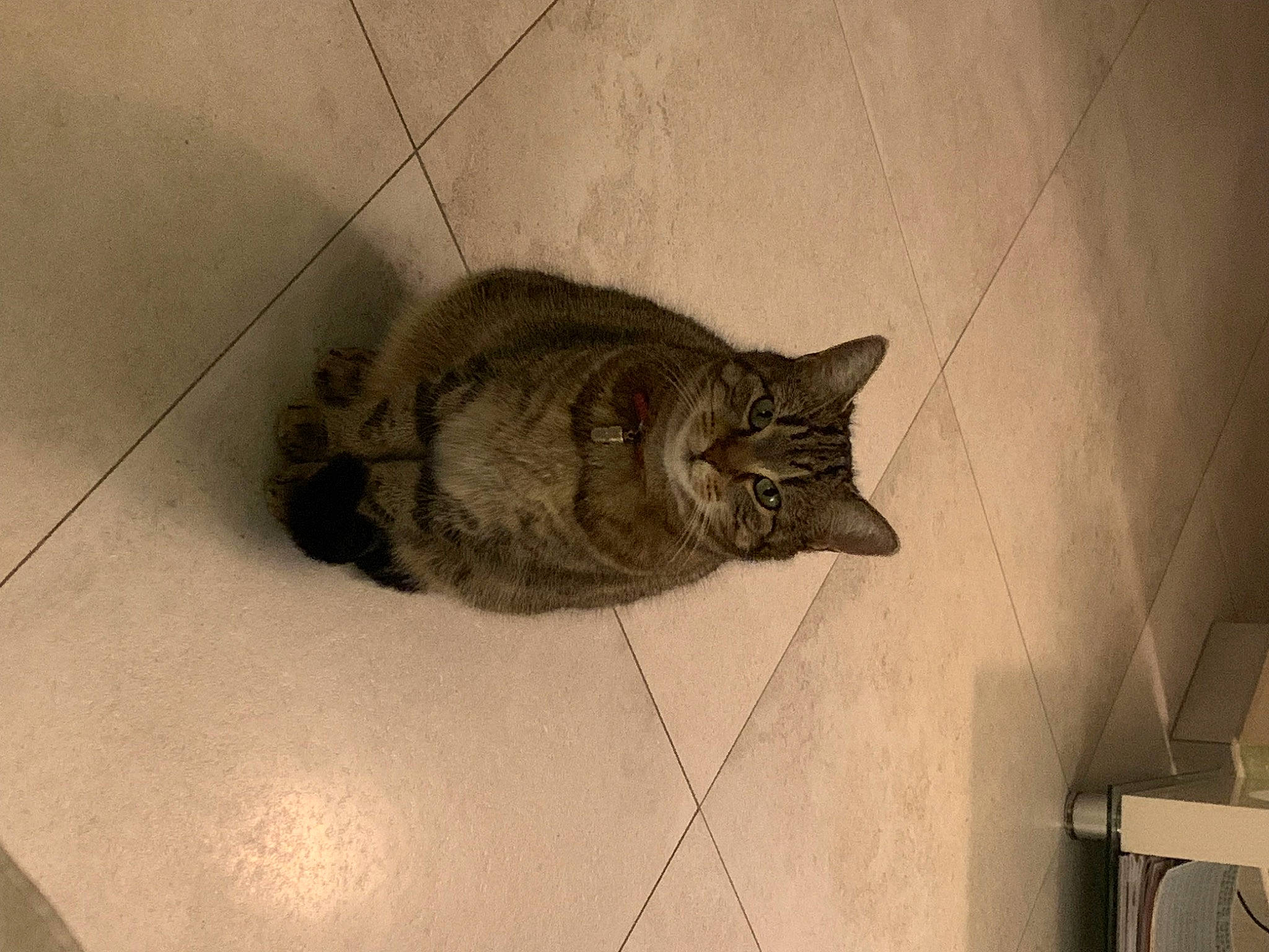 Fidji a rejoint le concours — aidez-le/la à gagner de superbes lots ! carnivore, cat, ceiling, chair, claw, comfort, domestic_short_haired_cat, felidae, flooring, fur, grey, hardwood, paw, room, small_to_medium_sized_cats, snout, tail, terrestrial_animal, whiskers, wood