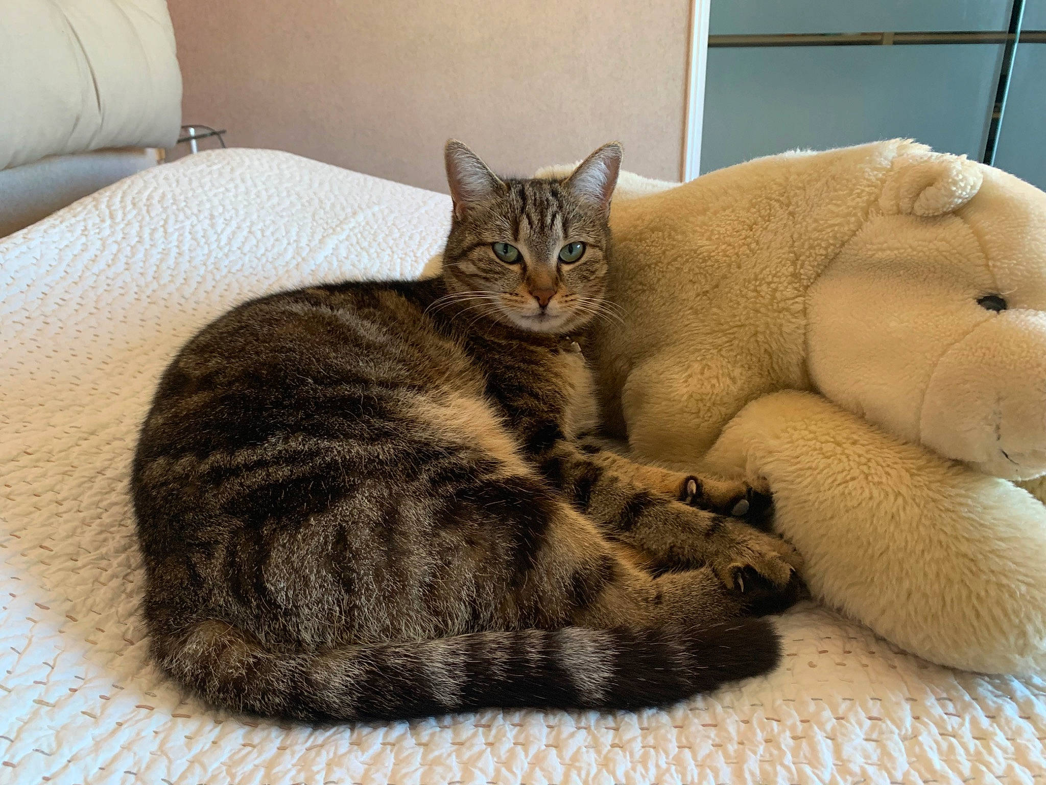 Fidji a rejoint le concours — aidez-le/la à gagner de superbes lots ! carnivore, cat, cat_bed, cat_supply, claw, comfort, domestic_short_haired_cat, fawn, felidae, fur, grey, nap, paw, pet_supply, small_to_medium_sized_cats, snout, tail, terrestrial_animal, whiskers, window